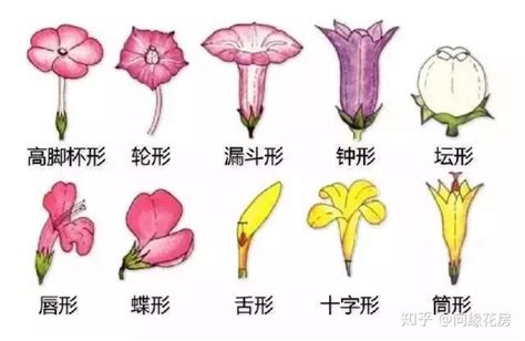 花 形狀